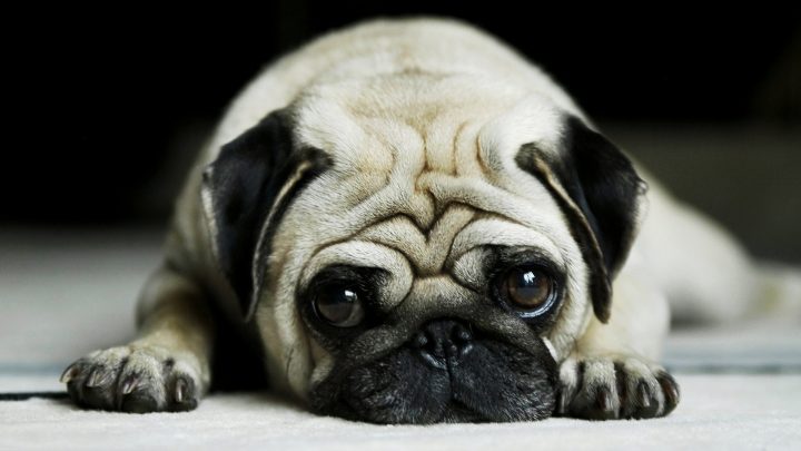 Planning To Get a Pug? Here Are The Things That You Need To Know