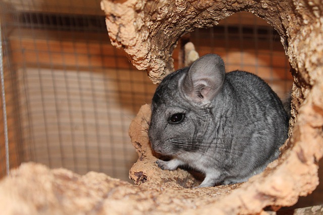 Chinchillas as Pets: Debunking the Common Misconceptions