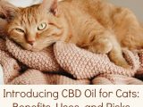 CBD Oil for Cats Canada: Understanding How Long It Takes to Work