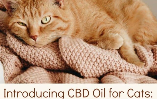 CBD Oil for Cats Canada: Understanding How Long It Takes to Work